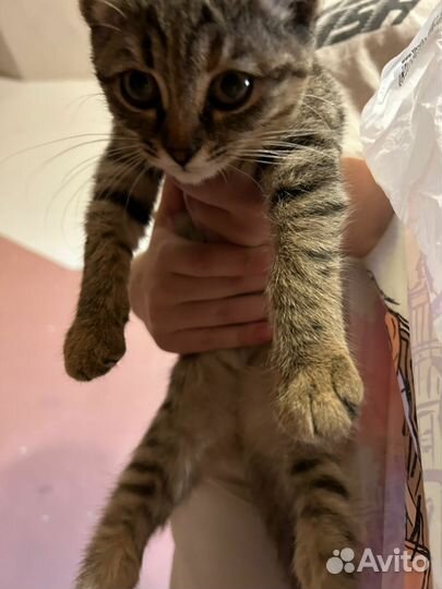 Котенок девочка