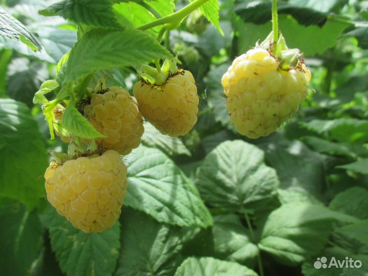 Саженцы ремонтантной малины и др, конский навоз