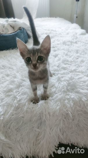 Котенок девочка