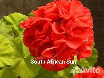 Сортовые пеларгонии