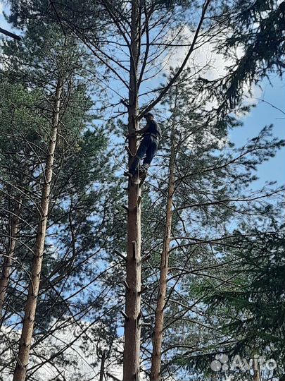 Спил деревьев