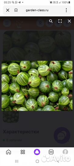 Крыжовник безшиплый