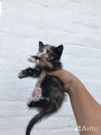 Котята в добрые руки даром