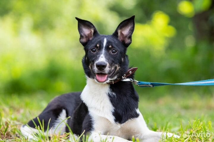 Собачка Лари в хорошую семью бесплатно