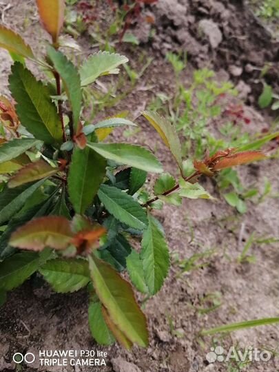 Айва японская