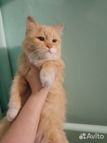 Найдена красивая чистая ухоженная киса