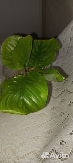 Калатея орбифолия