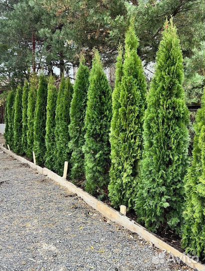 Смарагд вип экстра из питомника с доставкой