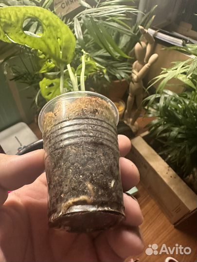 Монстера адансони