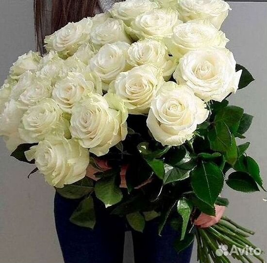 Розы гиганты 140 150 160 170 180 200