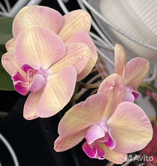 Орхидея фаленопсис Янтарная Принцесса