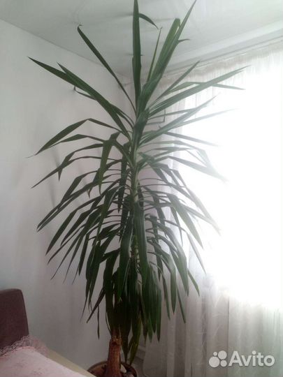 Комнатные цветы юкка