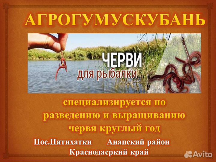 Черви для рыбалки (коконы)