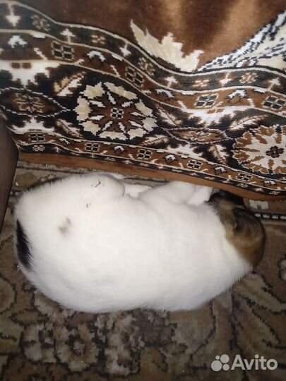 Возьмите щенков