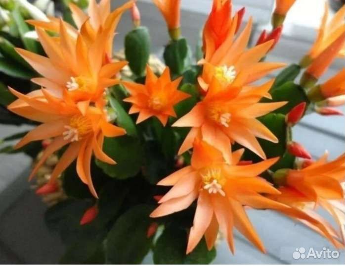 Оксалис Айрон крос (кислица),Пасхальник оранжевый