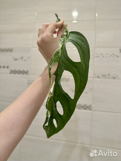 Монстера Адансони Вариегатная