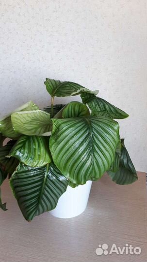 Калатея орбифолия