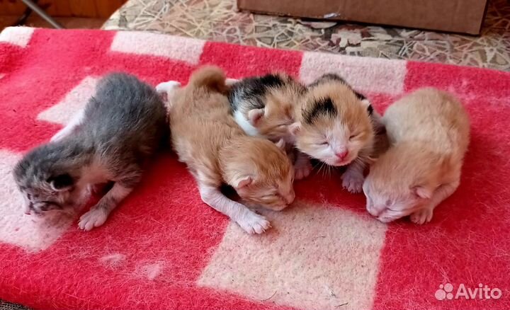 Котята в добрые руки