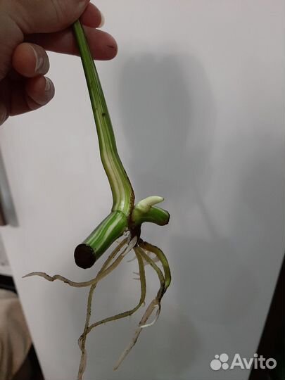 Монстера альба