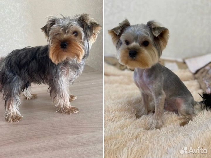 Стрижка собак и кошек