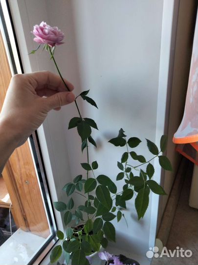 Комнатная роза