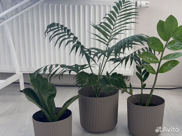 Набор комнатных растений