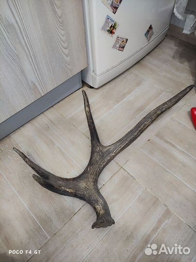 Рога лося 1.9кг