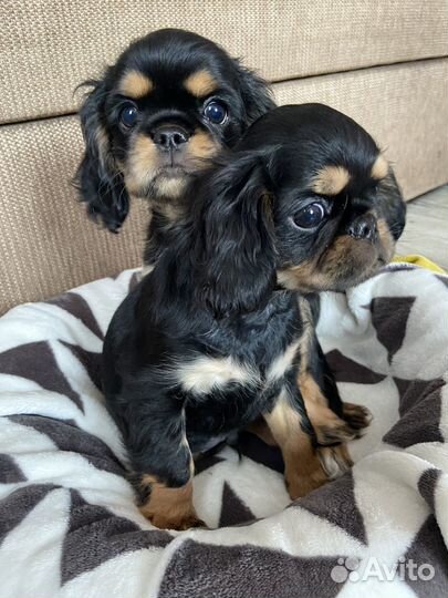 Щенки спаниель