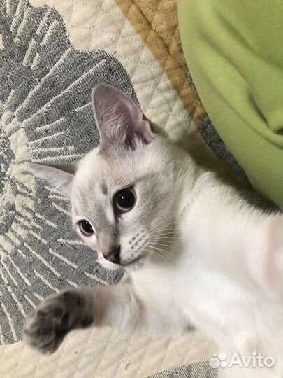 Котенок бесплатно