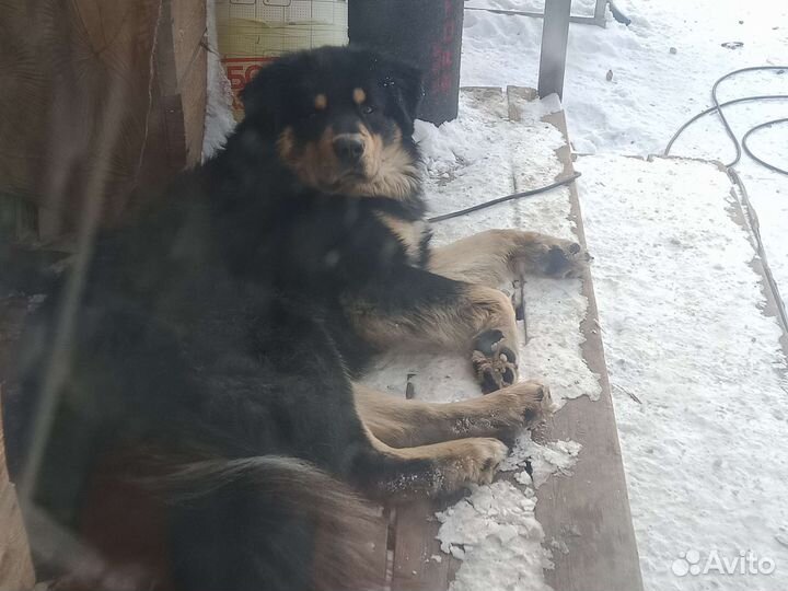 Собака хотошо вязка кобель