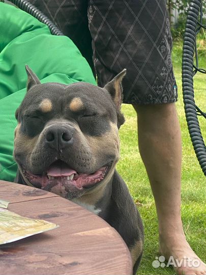 Американский булли классик вязка