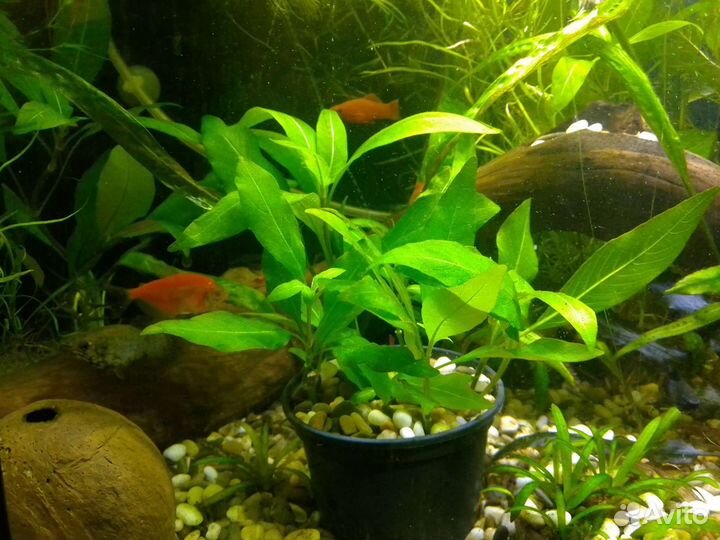 Аквариумное растение