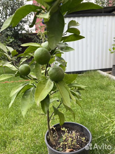 Цитрусовые растения