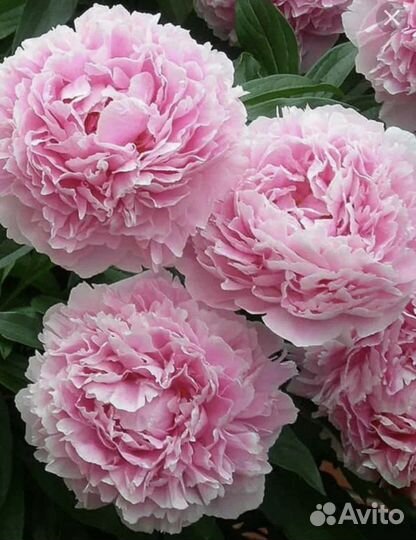 Пион Сара Бернар