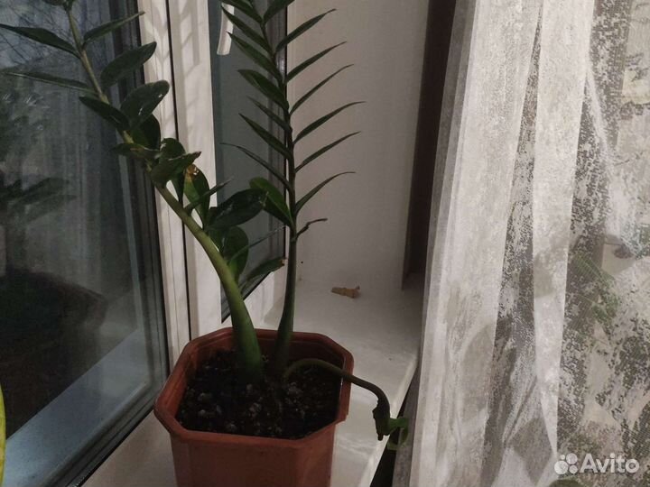 Замиокулькас