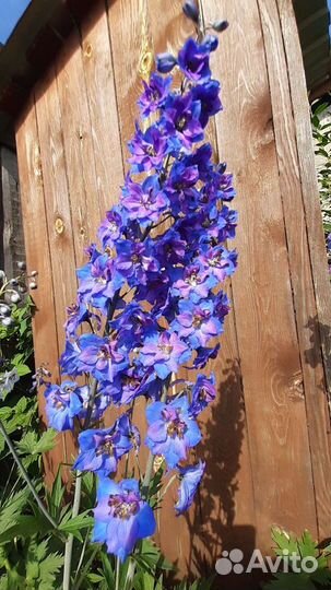 Новозеландский дельфиниум