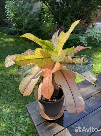 Кротоны, кордилины, пальмы и др