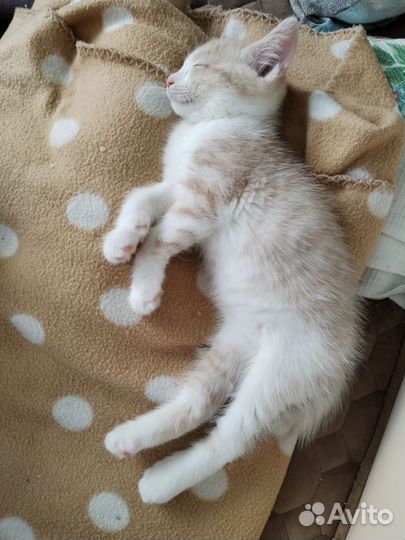 Котята в дар