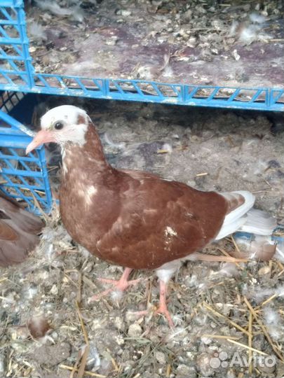 Бакинские широкохвостые голуби