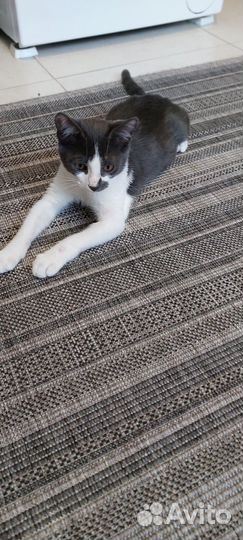 Котик бесплатно