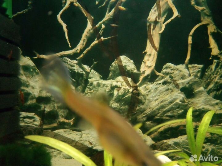 Гуппи (подростки)