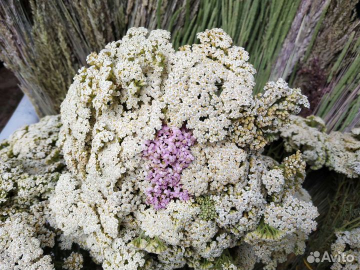 Тысячелистник степной