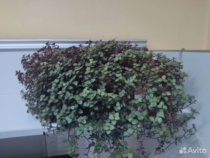 Каллизия ползучая