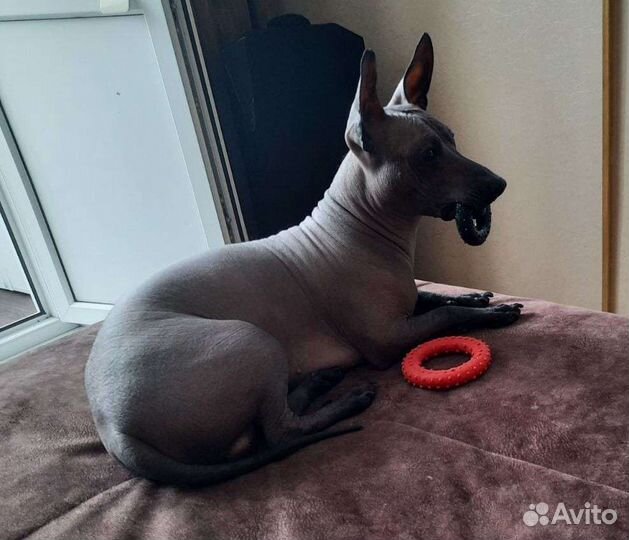 Домашние животные