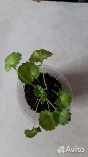 Кампанула.Невеста, жених,любовник