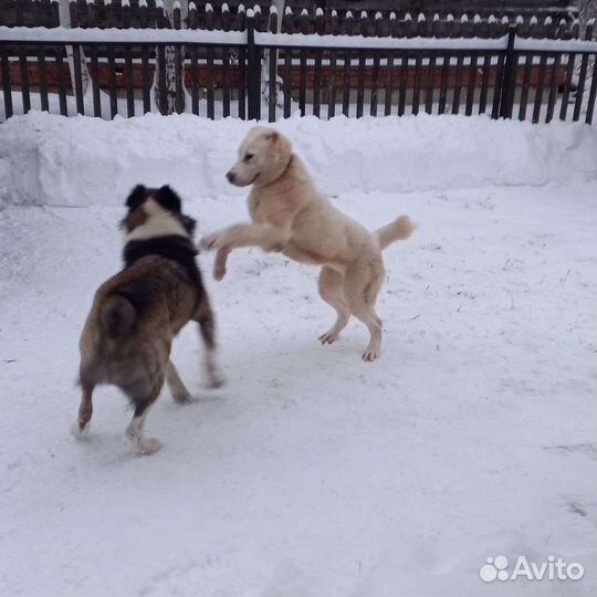 Алабай ищу невесту