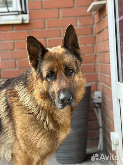 Вязка собак немецкая овчарка