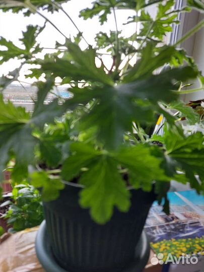 Пахистасис - редкое комнатное растение