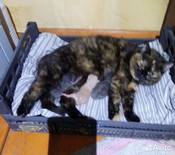 Кошка