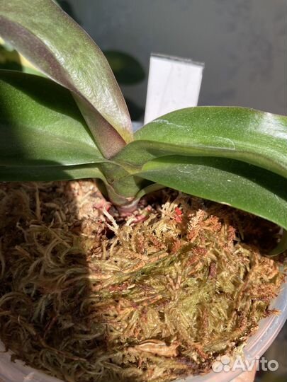 Орхидея фаленопсис